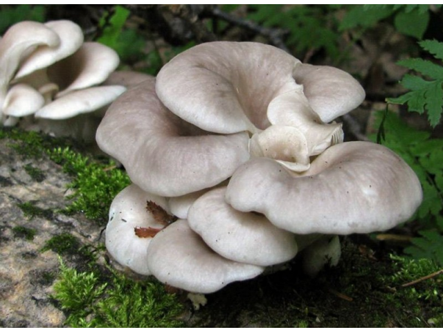 Мицелий Вешенки рожковидной / Вешенка обильная (Pleurotus cornucopiae)